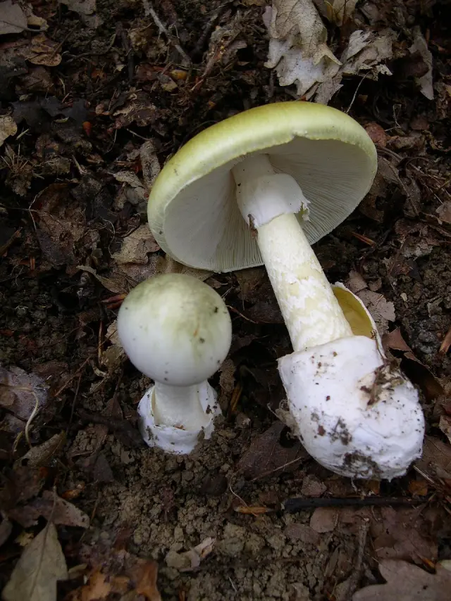 Amanite phalloïde (Amanita phalloides)