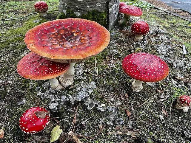 Amanite tue-mouches (Amanita muscaria)