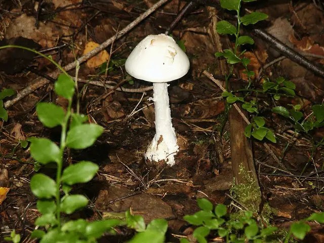 Amanite vireuse (Amanita virosa)