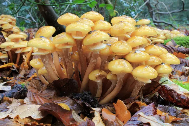 Armillaire couleur de miel (Armillaria mellea)