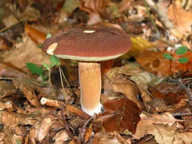 Bolet bai (Imleria badia)