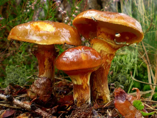 Bolet élégant (Suillus grevillei)