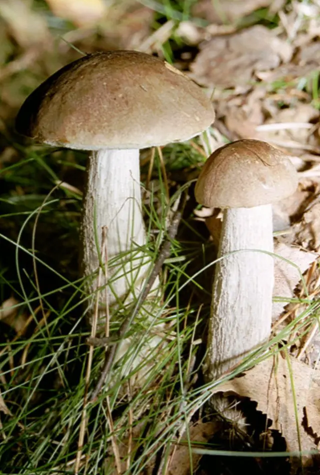Bolet rude (Leccinum scabrum)