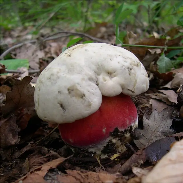 Bolet satan (Rubroboletus satanas)