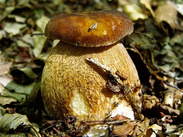 Cèpe d'été (Boletus reticulatus)