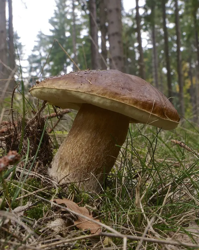 Cèpe de Bordeaux (Boletus edulis)