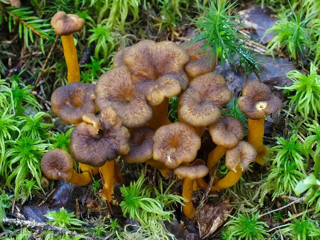 Chanterelle en tube (Craterellus tubaeformis)