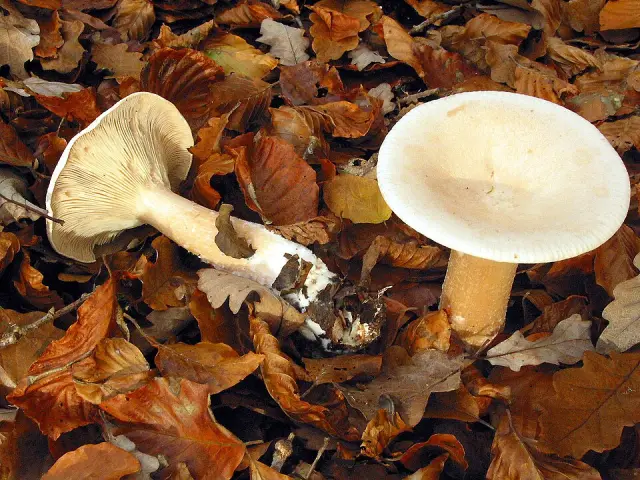 Clitocybe géotrope (Infundibulicybe geotropa)