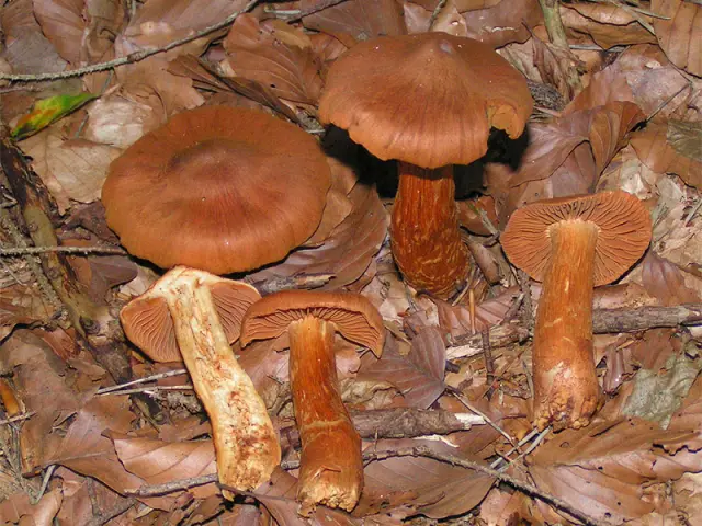 Cortinaire très joli (Cortinarius rubellus)