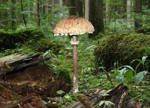 Coulemelle (Macrolepiota procera)