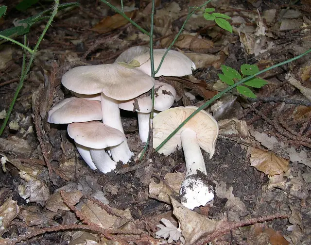 Entolome livide (Entoloma sinuatum)