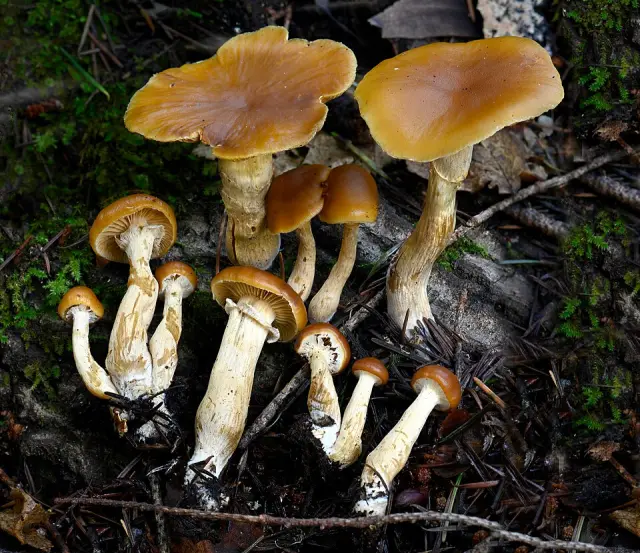 Galère marginée (Galerina marginata)