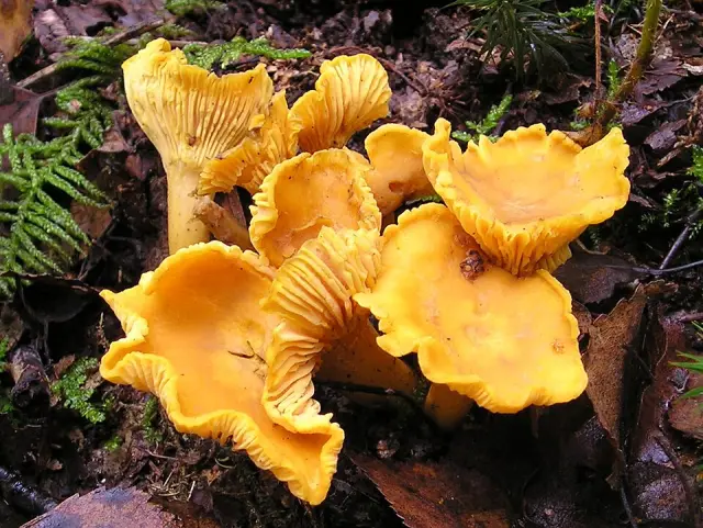 Girolle (Cantharellus cibarius)