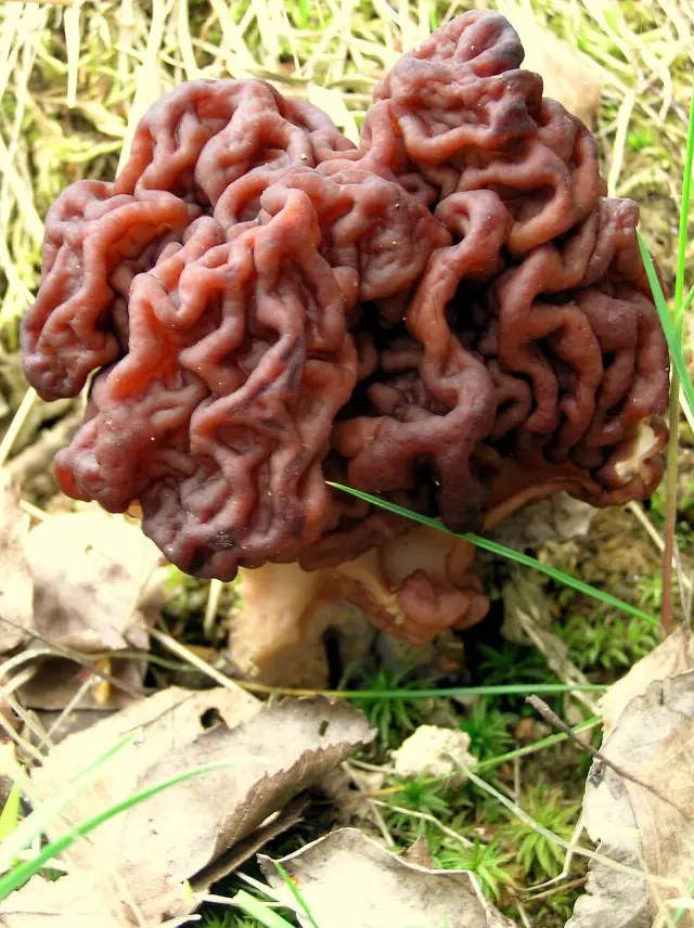 Gyromitre (Gyromitra esculenta)