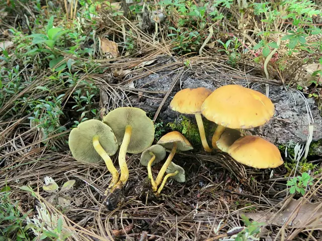Hypholome en touffe (Hypholoma fasciculare)