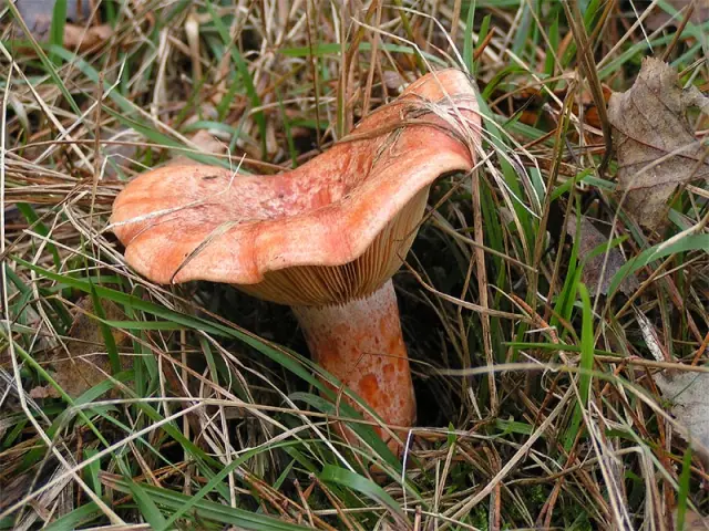 Lactaire délicieux (Lactarius deliciosus)