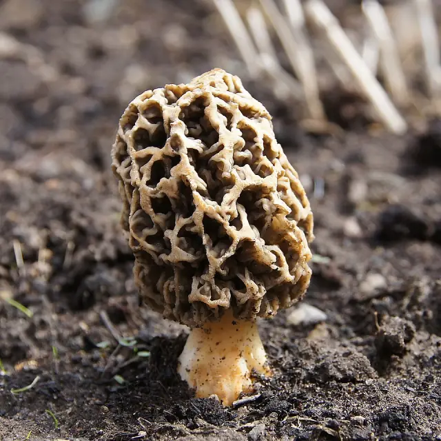 Morille (Morchella esculenta)
