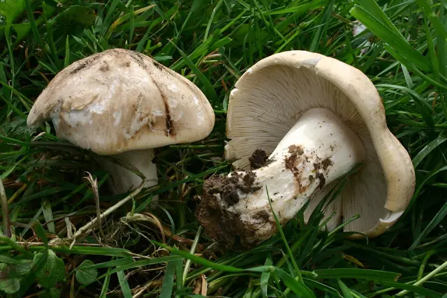 Tricholome de la Saint-Georges (Calocybe gambosa)