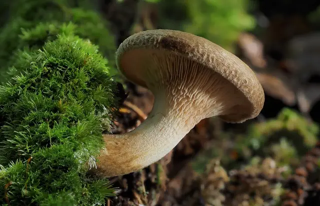 Paxille enroulé (Paxillus involutus)