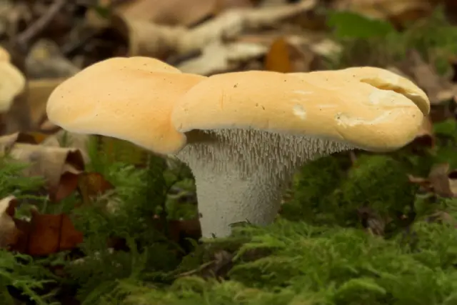 Pied-de-mouton (Hydnum repandum)