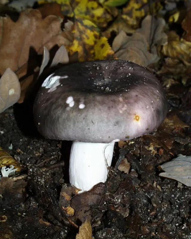 Russule charbonnière (Russula cyanoxantha)