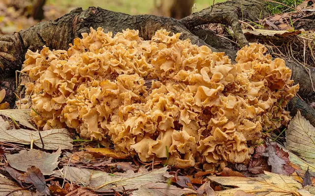 Sparassis crépu (Sparassis crispa)