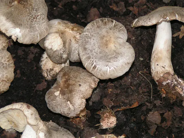 Tricholome tigré (Tricholoma pardinum)