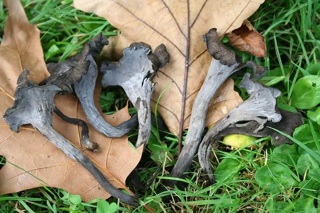 Trompette de la mort (Craterellus cornucopioides)